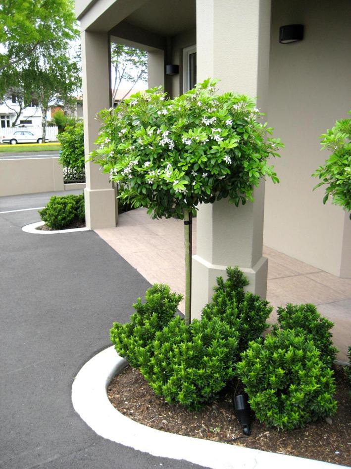 Salerno Motel Apartments Christchurch Exteriör bild Gardenia